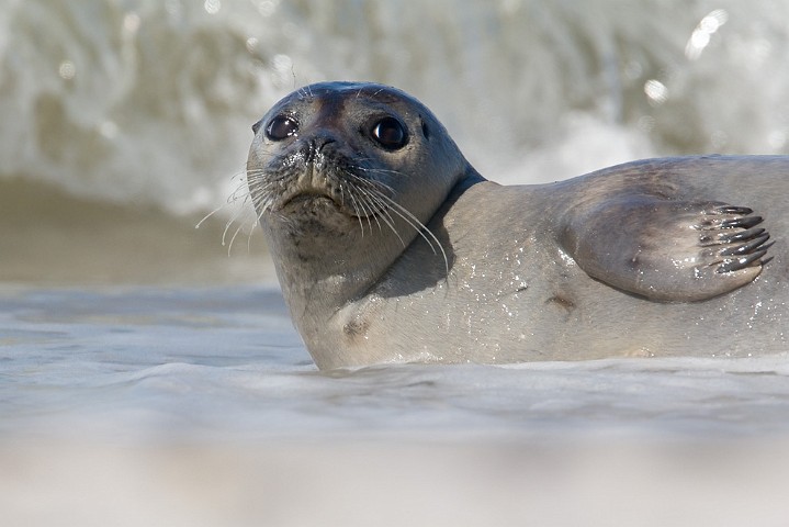 Kegelrobbe Halichoerus grypus